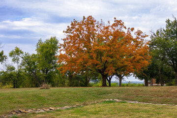 autumn landscape with trees