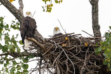 eagle birds in nest