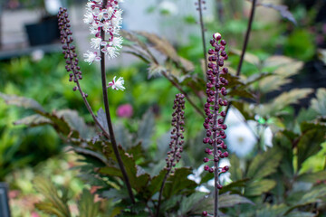 Black Cohosh Flower Spikes with White Blooms and Dark Foliage