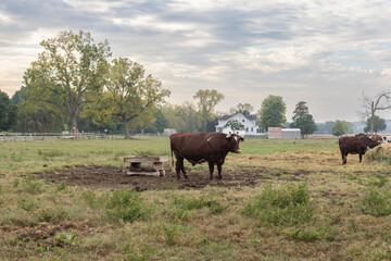 cows in the field