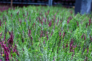 Close-up of Vibrant Green and Purple Heather Foliage in Bloom