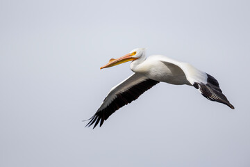 One white American Pelican in flight