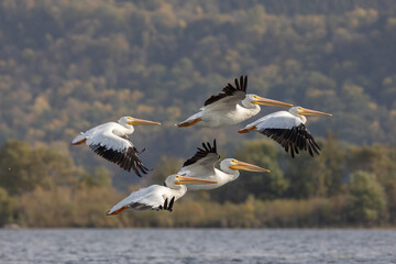 five white american pelicans in flight formation