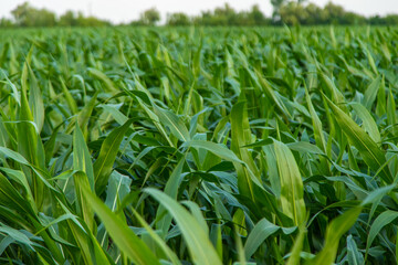 Field corn grows in the field. Selective focus.