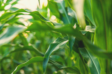 Field corn grows in the field. Selective focus.