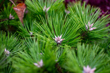 Close-up of Vibrant Green Mugo Pine Needles with Buds