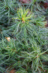 Close-up of Long, Thin Green Pine Needles and Foliage
