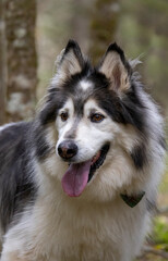 Husky samoyed mix dog. 