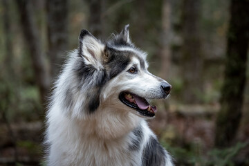 Husky samoyed mix dog. 