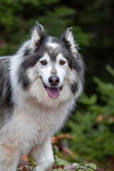 Husky samoyed mix dog. 
