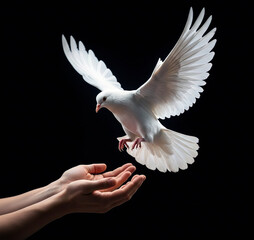 Freedom in Flight with black background