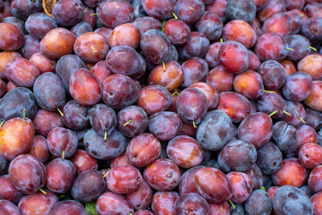 A Bountiful Pile of Fresh Red and Purple Plums