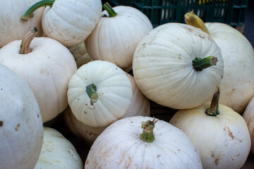 A Bountiful Pile of White Pumpkins and Gourds with Green Stems