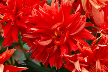 Beautiful red Dahlia flowers. Dahlia is an ornamental plant belonging to the aster family, boasting...