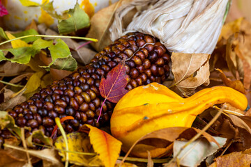 A field of colorful autumn leaves with Thanksgiving and Christmas holiday season squash, gourds and  pumpkins awash in warm and comforting golden light.
