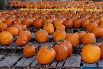 pumpkins on a farm