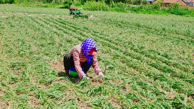 Farmers harvesting single-clove garlic outdoors in the countryside