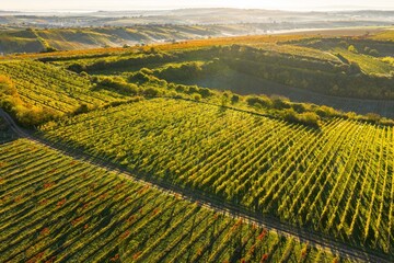 The colorful beauty of leaves in an autumn vineyard. Magical autumn.
