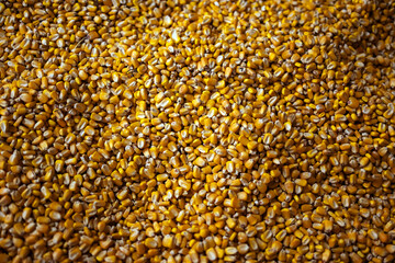 close up of corn
