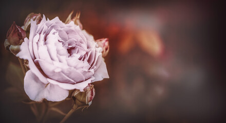 Einzelne Rose in lila violett mit Textraum