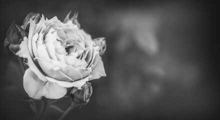 Einzelne Rose monochrom mit Textraum