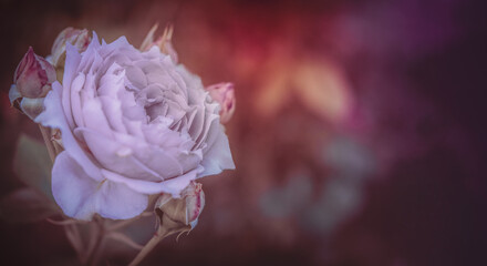 Einzelne Rose in lila violett mit Textraum