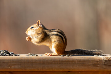 Squirrel enjoying some sunflower seeds