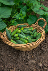 Cucumbers grow in a greenhouse. Selective focus.