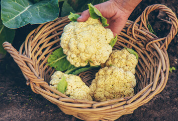 Cauliflower harvest in the garden. Selective focus.