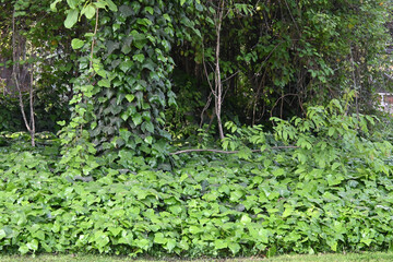 HIEDRA BOSQUE NATURALEZA VERDE