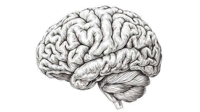 Anatomical human brain educational model isolated on transparent background