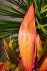 Close-up of a group of varied leaf textures. Lush foliage textures. Exotic tropical vegetation and incredible botanical patterns