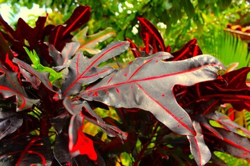 Close-up of a group of varied leaf textures. Lush foliage textures. Exotic tropical vegetation and incredible botanical patterns