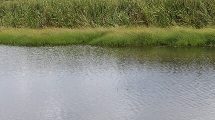 Close-up of a group of varied leaf textures. Lush foliage textures. Exotic tropical vegetation and incredible botanical patterns