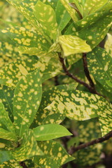 Close-up of a group of varied leaf textures. Lush foliage textures. Exotic tropical vegetation and incredible botanical patterns