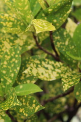 Close-up of a group of varied leaf textures. Lush foliage textures. Exotic tropical vegetation and incredible botanical patterns