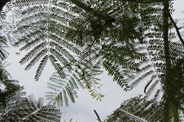 Close-up of a group of varied leaf textures. Lush foliage textures. Exotic tropical vegetation and incredible botanical patterns