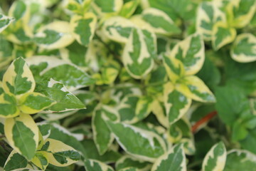 Close-up of a group of varied leaf textures. Lush foliage textures. Exotic tropical vegetation and incredible botanical patterns