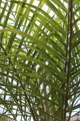 Close-up of a group of varied leaf textures. Lush foliage textures. Exotic tropical vegetation and incredible botanical patterns