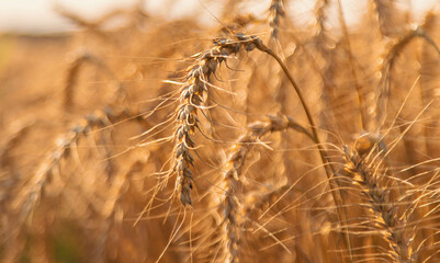 Wheat growing spikelets field harvest. Selective focus.