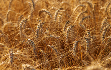 Wheat growing spikelets field harvest. Selective focus.