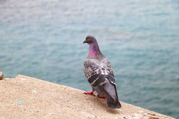Pigeon with bright red feet standing on a seaside wall, overlooking the turquoise water. Urban wildlife, city bird, and scenic coastal setting. Rock pigeon.