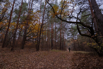Fototapeta premium Lonely silhouette on a path in the forest thicket in the autumn forest