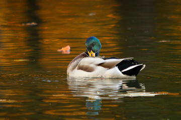 Obraz premium A male mallard duck grooming its feathers on a calm autumn lake with golden reflections of fall trees on the water surface. Peaceful wildlife scene symbolizing nature, serenity, and seasonal beauty.