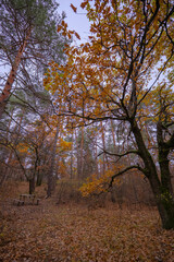 An empty picnic table in the forest during the off-season