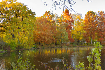 Colorful autumn trees reflected on the calm water of a lake in Chemnitz public park. A peaceful landscape showing the harmony of nature, vibrant foliage, and the stillness of the fall season.