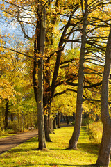 Golden autumn trees line a peaceful walking path with benches in Chemnitz public park. Warm sunlight illuminates the foliage, creating a serene seasonal landscape perfect for relaxation and reflection