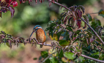 kingfisher on branch