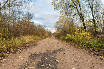 Winding dirt trail through autumn woodland, lined with golden-yellow birch trees, scattered leaves, and grassy edges under a cloudy sky, capturing seasonal tranquility