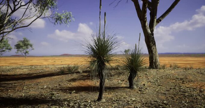 Sunlight illuminates unique grass like plants in the dry expanse of an Australian bush. Sparse trees dot the horizon, showcasing resilience amidst the vast desert environment.